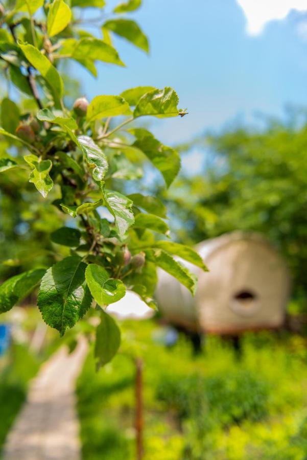 Hotel Dragonfly Gardens - The Wagons Braşov Esterno foto